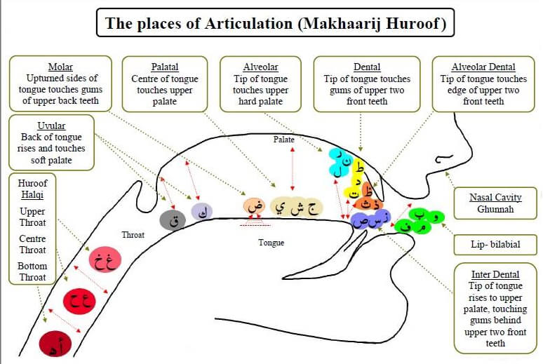 The places of Articulation (Makhaarij Huroof) - Quran Ayat